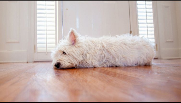Perché i cani non dovrebbero essere lasciati da soli a lungo