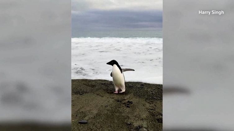 Aiuto: s'è perso il pinguino!