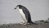Come un pinguino ha percorso 3mila km arrivando in Nuova Zelanda