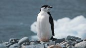 Cosa ci faceva un pinguino a 3mila km da casa sua?