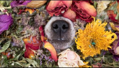 Cosa è e a cosa serve l'aromaterapia per i cani