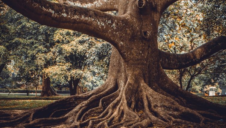 Le piante non hanno il cervello ma parlano lo stesso