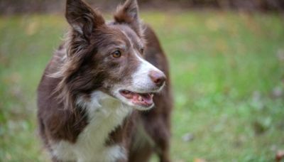 Cane come un figlio, coppia ottiene l'"affidamento congiunto": lo strano caso
