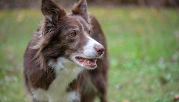 Cane come un figlio, coppia ottiene l'"affidamento congiunto": lo strano caso