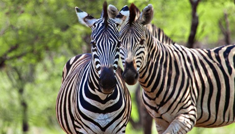 La zebra è bianca a strisce nere o nera a strisce bianche?