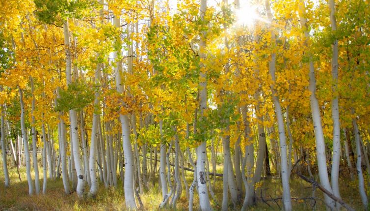 Pando, l’organismo più grande della Terra, è in pericolo di vita