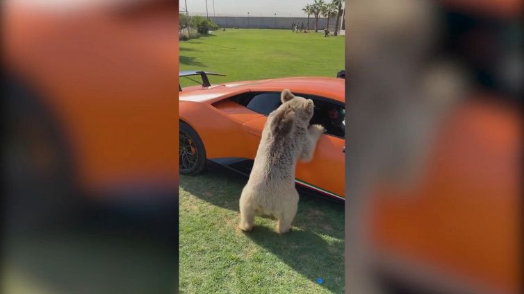 L'orso smonta la Lamborghini dello sceicco