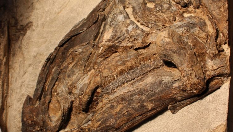 In Italia riposa un branco di dinosauri vissuto 80 milioni di anni fa