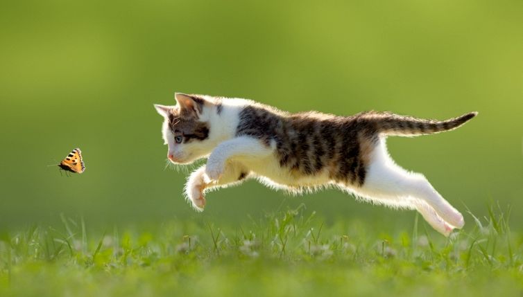 Il test per scoprire se il tuo gatto è psicopatico