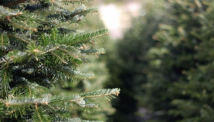 Natale, quanto costa l'albero vero e perché conviene