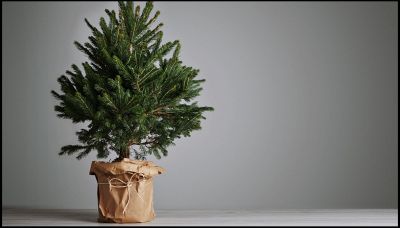 Come rinvasare un albero di Natale (e cosa farne dopo le feste)