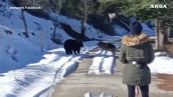 Orso gioca con un cane in Abruzzo, video virale sui social