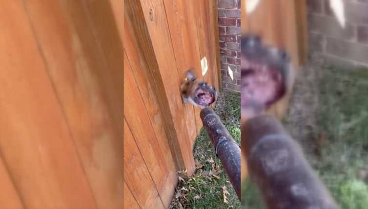 Il cane "lotta" contro il soffiafoglie: la scena è buffissima