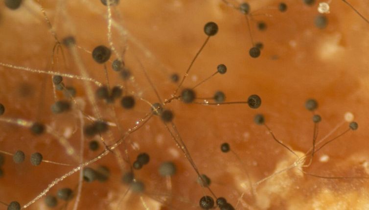 Micotossine nei cibi: attenzione alla nuova minaccia
