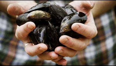 Come pulire le cozze