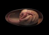 Trovano un embrione di dinosauro di 70mila anni fa: la straordinaria scoperta