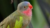 Compilation di uccelli a rischio estinzione scala la classifica