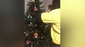 Gatto incastrato dietro l'albero di Natale: cosa succede dopo