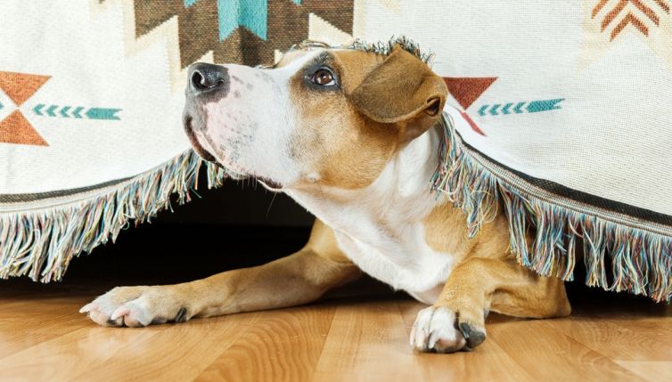 Botti di Capodanno: come proteggere cani e gatti