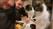 Il padrone mangia e il gatto lo supplica: il motivo