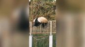 Il panda cerca di scappare dallo zoo: il video lo "incastra"