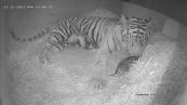 Cucciolo di tigre rara nasce allo zoo: le immagini dolcissime