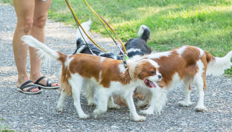 Il lavoro dei sogni: accudire cuccioli per uno stipendio stellare