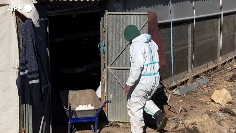 Israele, lo smaltimento delle uova dopo i casi di aviaria tra gru