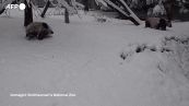 Maltempo Usa, un cucciolo di panda gioca con la neve