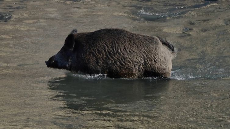 Peste suina africana in Italia: rischi e possibili conseguenze