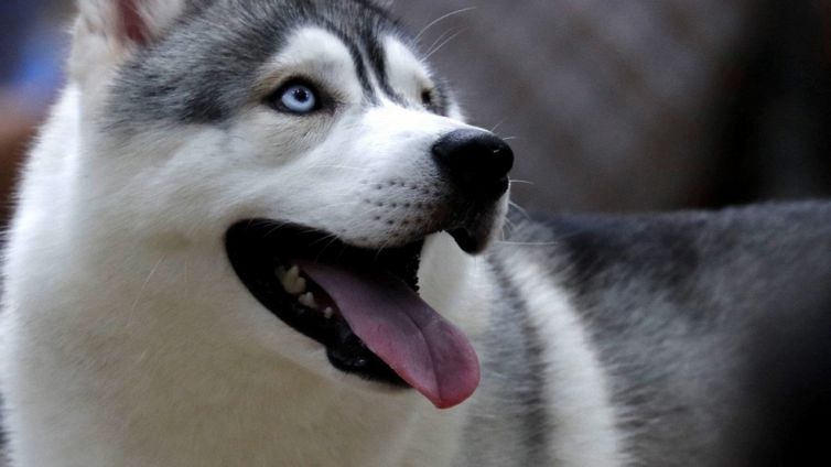 Il cane si siede sopra lo scalatore per 13 ore e gli salva la vita