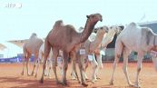 Le donne saudite partecipano a un concorso di bellezza per cammelli nel deserto