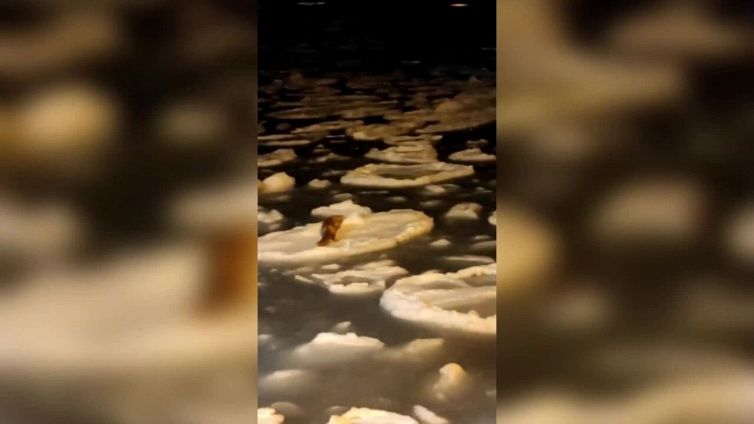 La volpe scappa sul ghiaccio in mezzo al mare: la scena incredibile