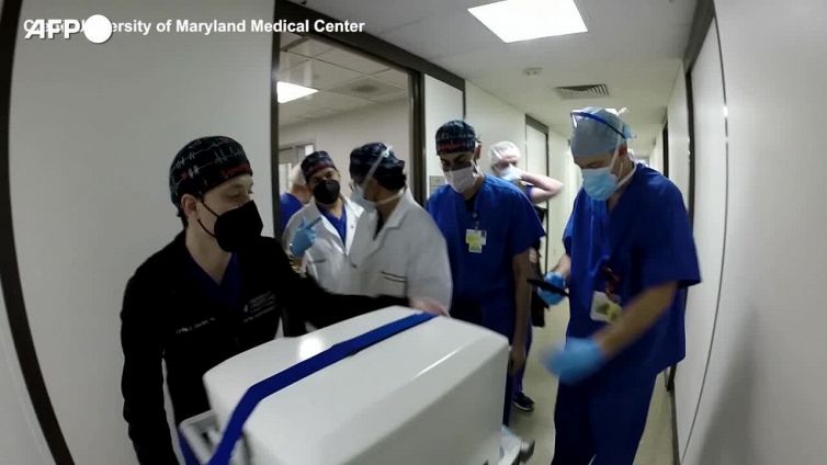 Cuore maiale geneticamente modificato batte per la prima volta in un uomo