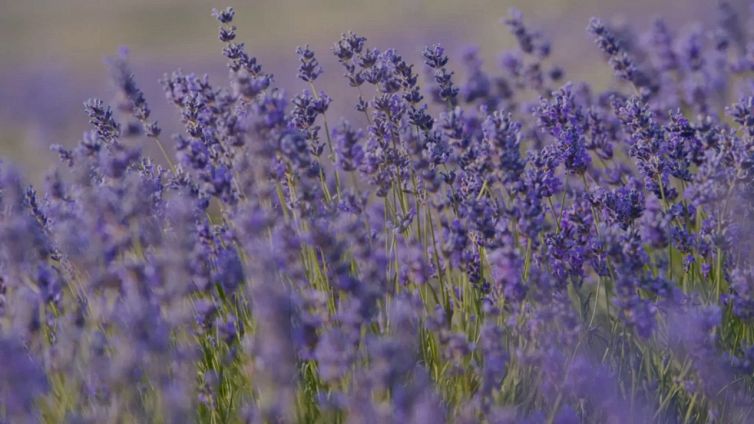 Lavanda, i 4 utilizzi che forse non conoscevi