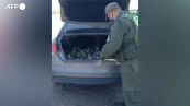 Argentina, la gendarmeria trova cento pappagalli nel bagagliaio di un'auto