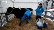 Quote latte, la Corte di giustizia Ue da' ragione agli allevatori sulle multe