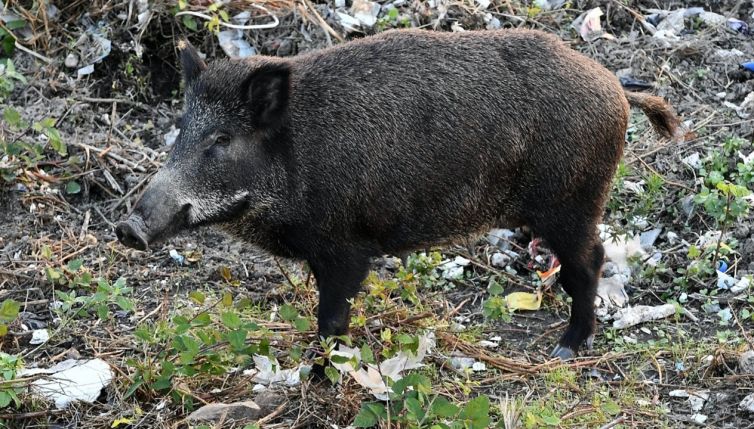 Peste suina, i comuni colpiti e le restrizioni in vigore