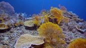 La nuova barriera corallina scoperta al largo di Tahiti