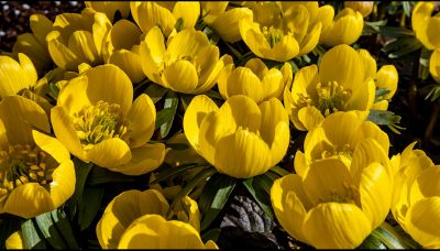 Piè di gallo, la pianta ideale per abbellire il tuo giardino d'inverno