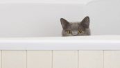 Il gatto ti segue in bagno, i motivi che forse non conoscevi