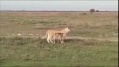 Incredibile: la leonessa accompagna il piccolo gnu