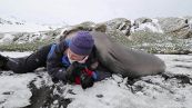 Elefante marino abbraccia fotografa: il video è dolcissimo