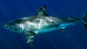 Perché con la luna piena gli squali sono più pericolosi