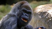 Addio a Ozzie, chi era il gorilla più vecchio del mondo