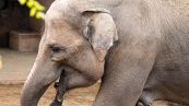 Elefante vaga per le vie di Foggia, l'incredibile avvistamento