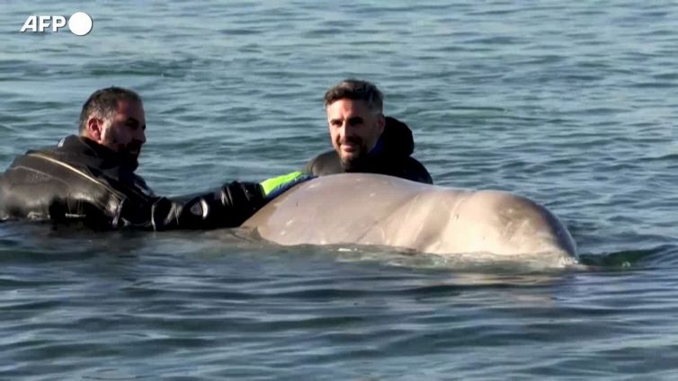Atene, il salvataggio di una piccola balena arenata sulla costa greca