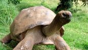 Tartaruga più vecchia del mondo, Jonathan compie 190 anni
