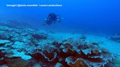 La barriera corallina è a forma di rose: la scoperta dell'Unesco a Tahiti