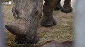 Francia, nato un piccolo rinoceronte allo zoo di Amneville
